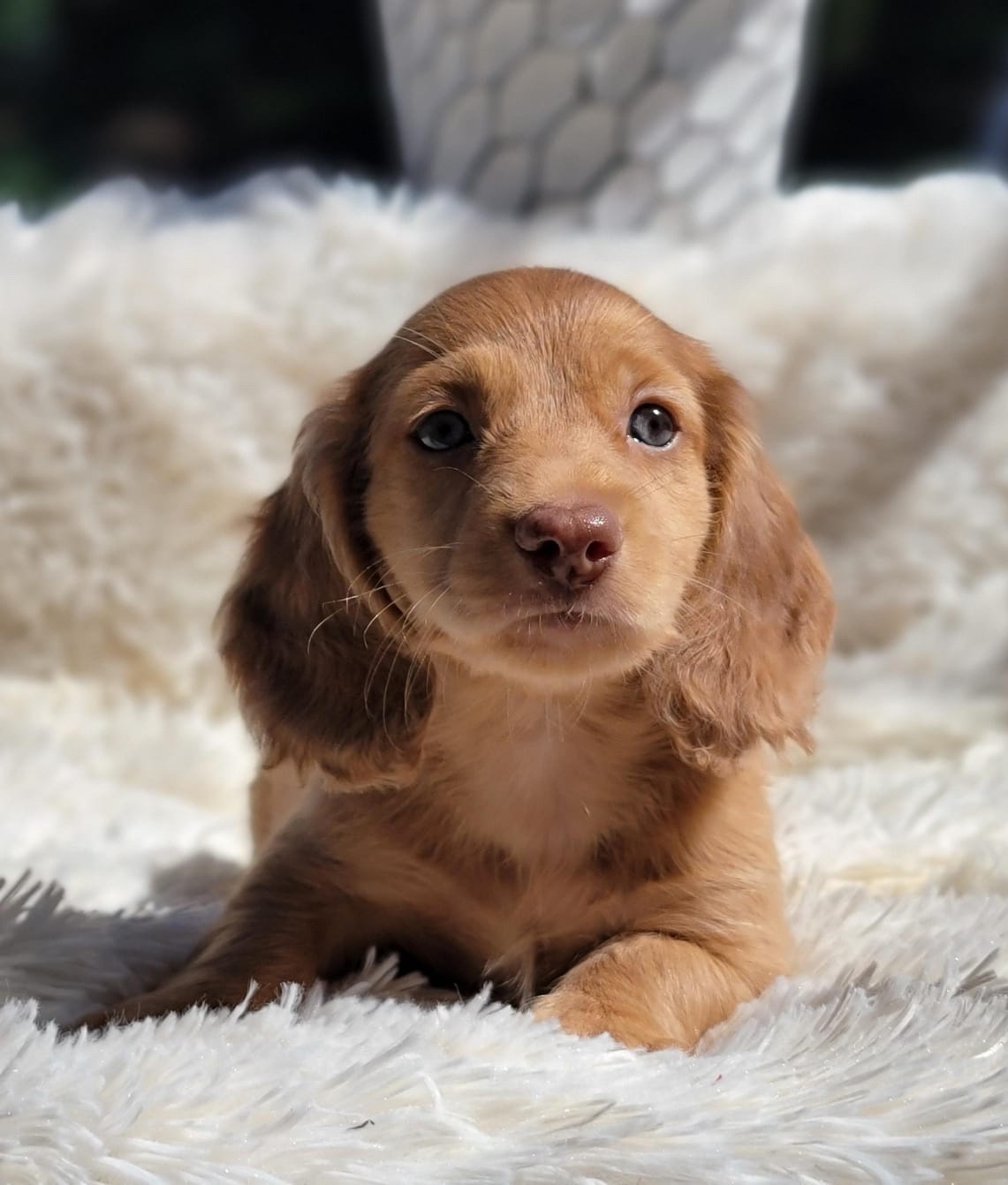 Venta de Perros Salchichas Bucaramanga 1 Venta de Perros Salchichas Bucaramanga