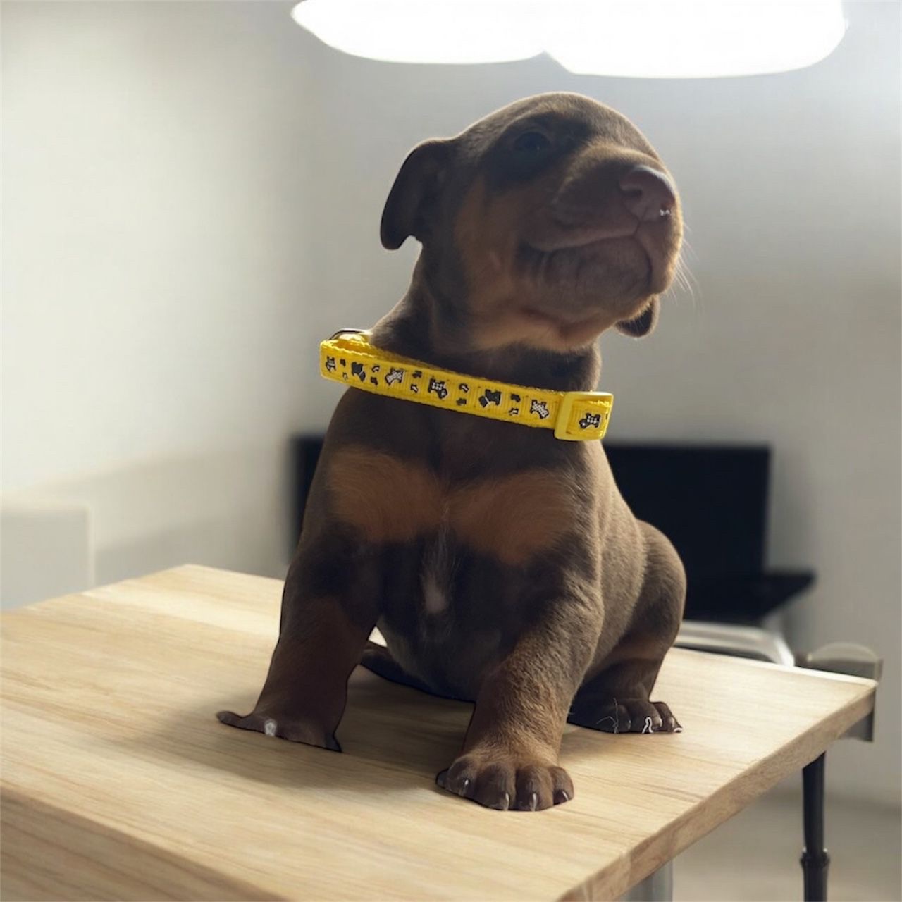 Venta de Perros Doberman Barranquilla 1 Venta de Perros Doberman Barranquilla