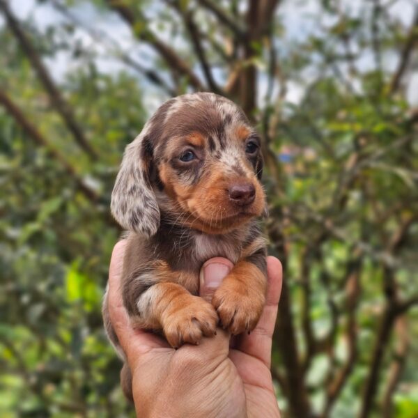 Perros Salchichas Choco Arlequin Cali