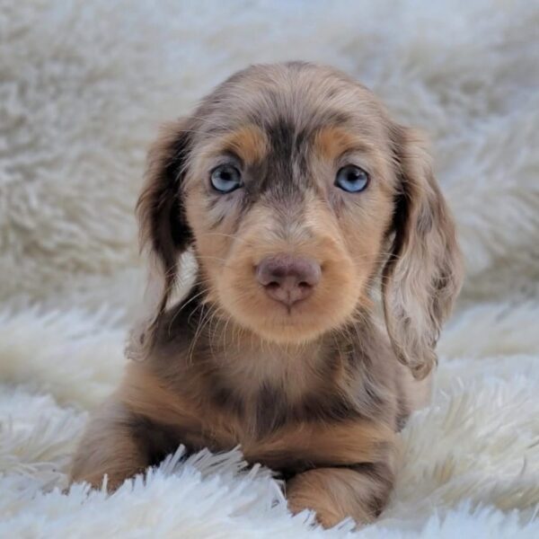 Perros Salchichas Choco Merle At Pelo Largo en Pereira