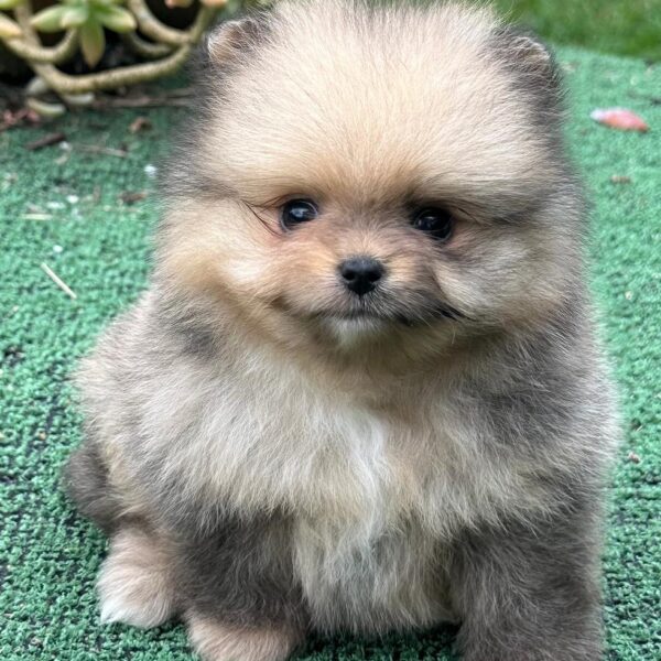 Pomerania Cara de Oso Bogotá