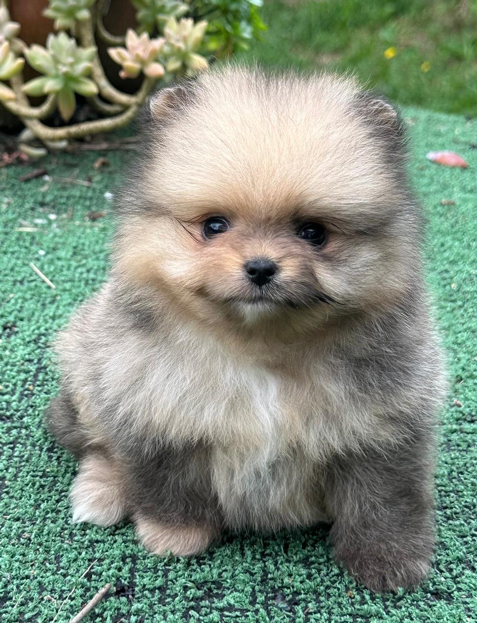 Pomerania Cara de Oso Bogotá 1 Pomerania Cara de Oso Bogotá