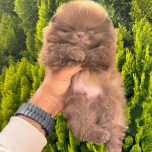 Pomerania Cara de Oso Chocolate