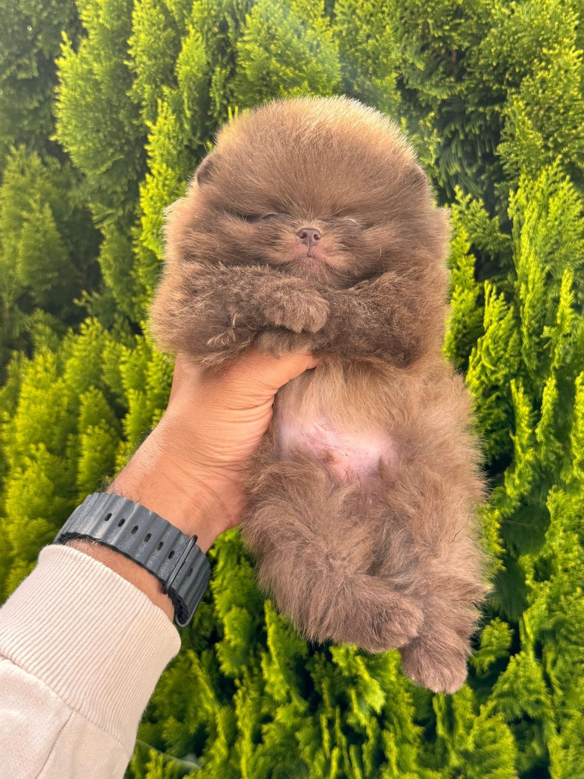 Pomerania Cara de Oso Chocolate 1 Pomerania Cara de Oso Chocolate