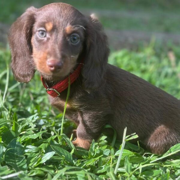 Teckel Pelo Largo Chocó At  Bogotá