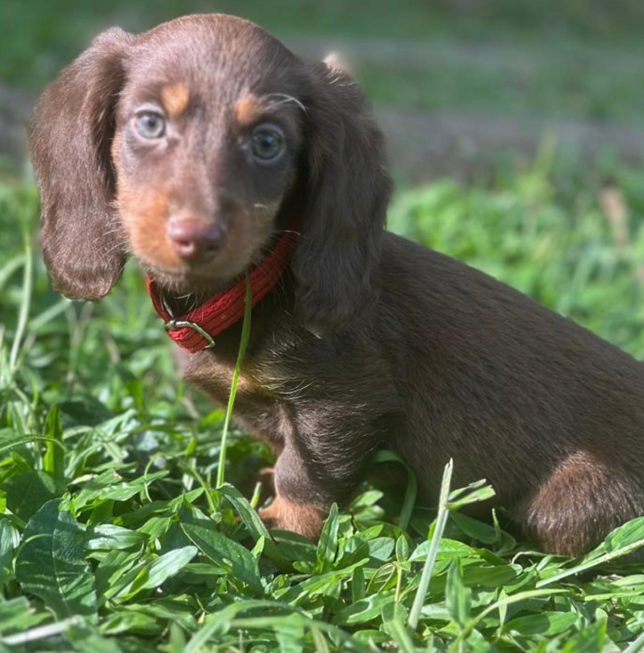Teckel Pelo Largo Chocó At Bogotá 1 Teckel Pelo Largo Chocó At Bogotá