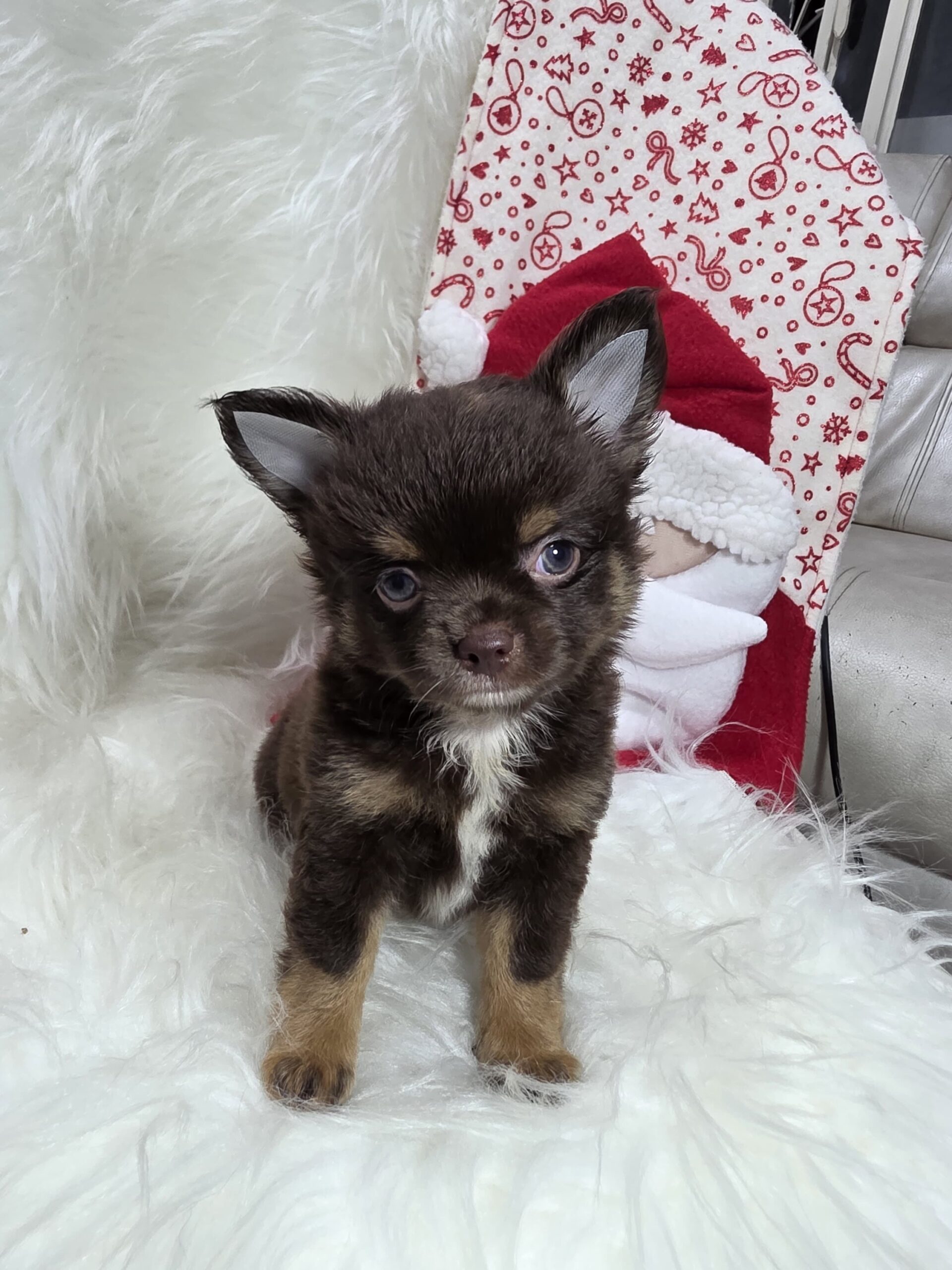 Chihuahua Pied Chocó At Bogotá 4 Chihuahua Pied Chocó At Bogotá - Image 4