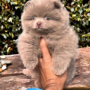 Pomerania Cara de Oso Cocoa