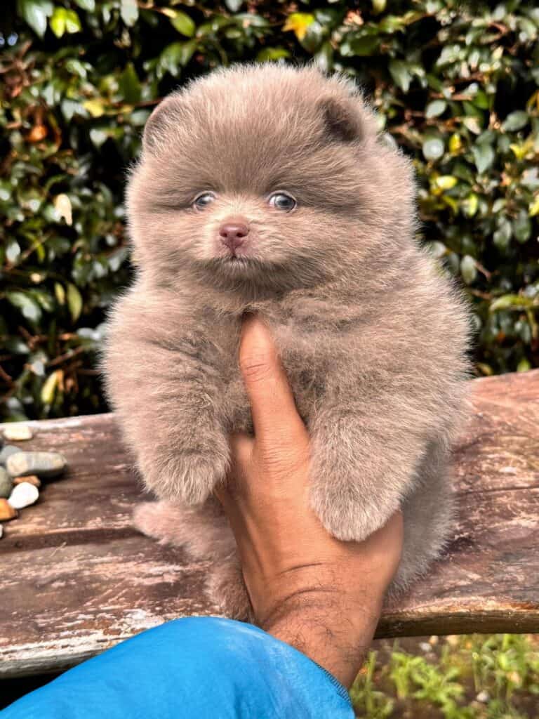 Pomerania Cara de Oso Cocoa