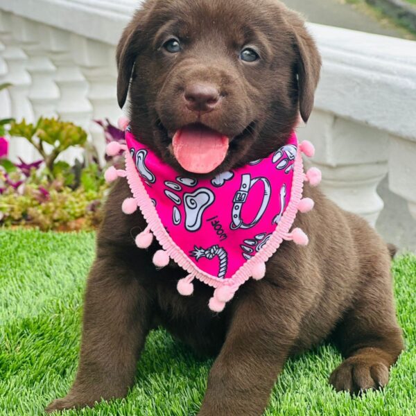 Perros Labrador Chocolate Bogotá