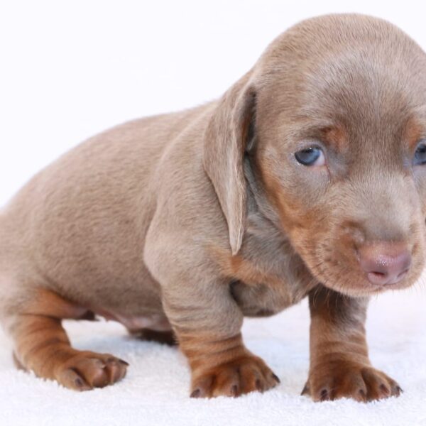 Perros Salchichas Isabella At Barranquilla