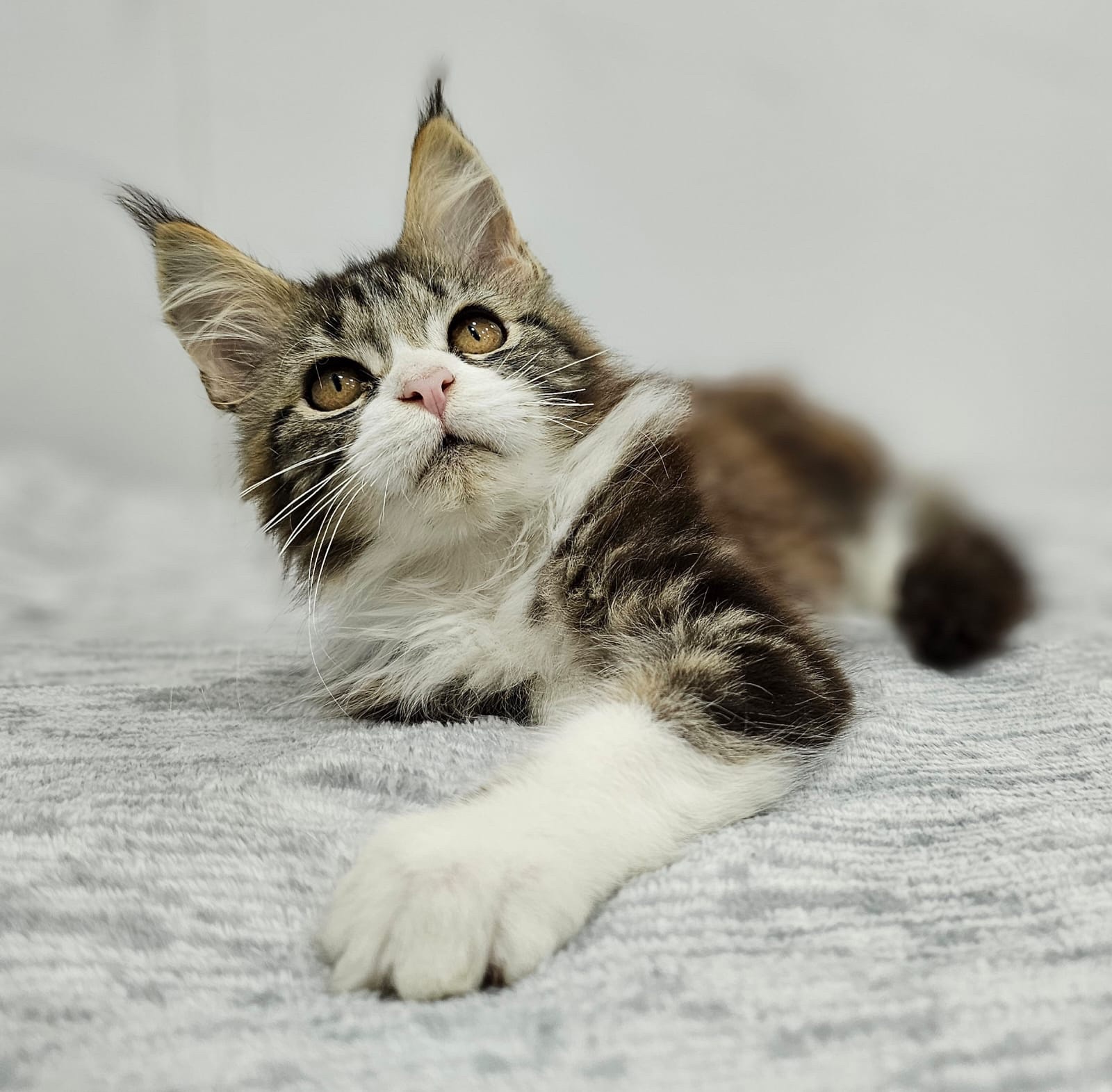 Gatos Maine Coon Bogotá 2 Gatos Maine Coon Bogotá - Image 2