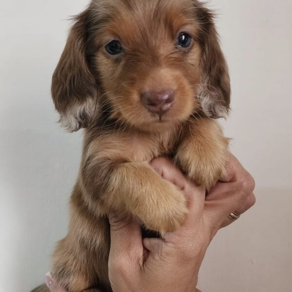 Perros Salchichas ChocóMerle Pelo Largo Bogotá