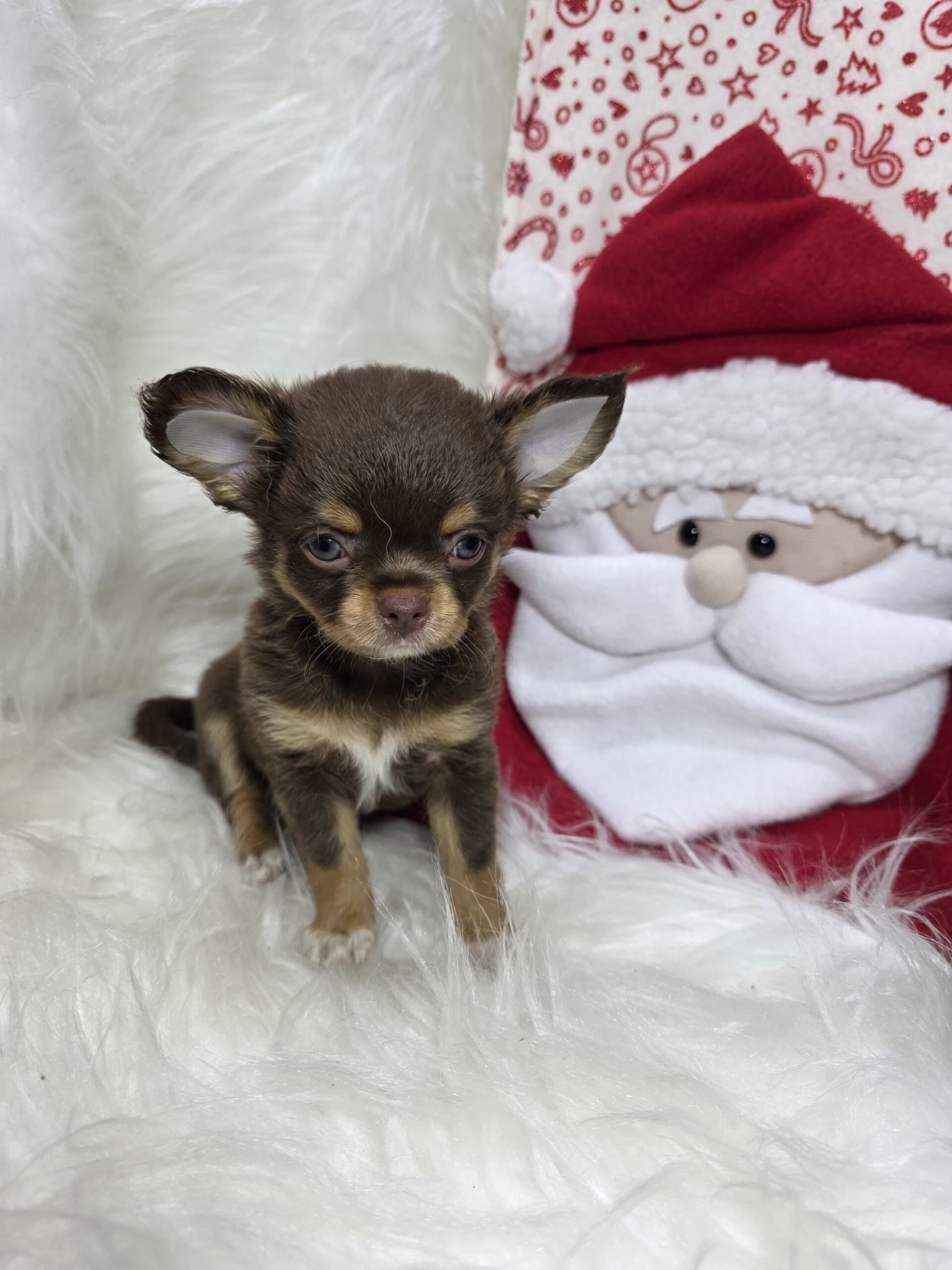 Chihuahua Pied Chocó At Bogotá 2 Chihuahua Pied Chocó At Bogotá - Image 2