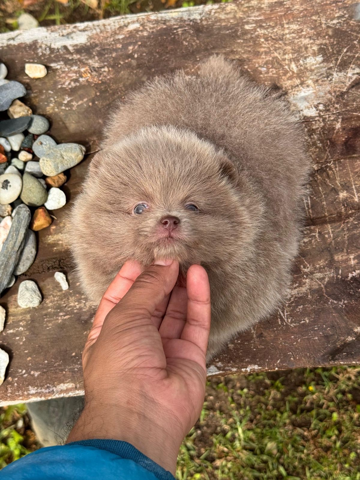 Pomerania Cara de Oso Cocoa 2 Pomerania Cara de Oso Cocoa - Image 2