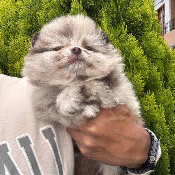 Pomerania Cara de Oso Merle