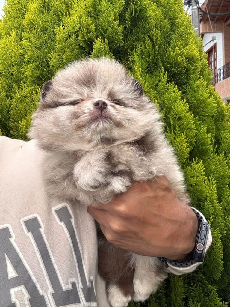 Pomerania Cara de Oso Merle