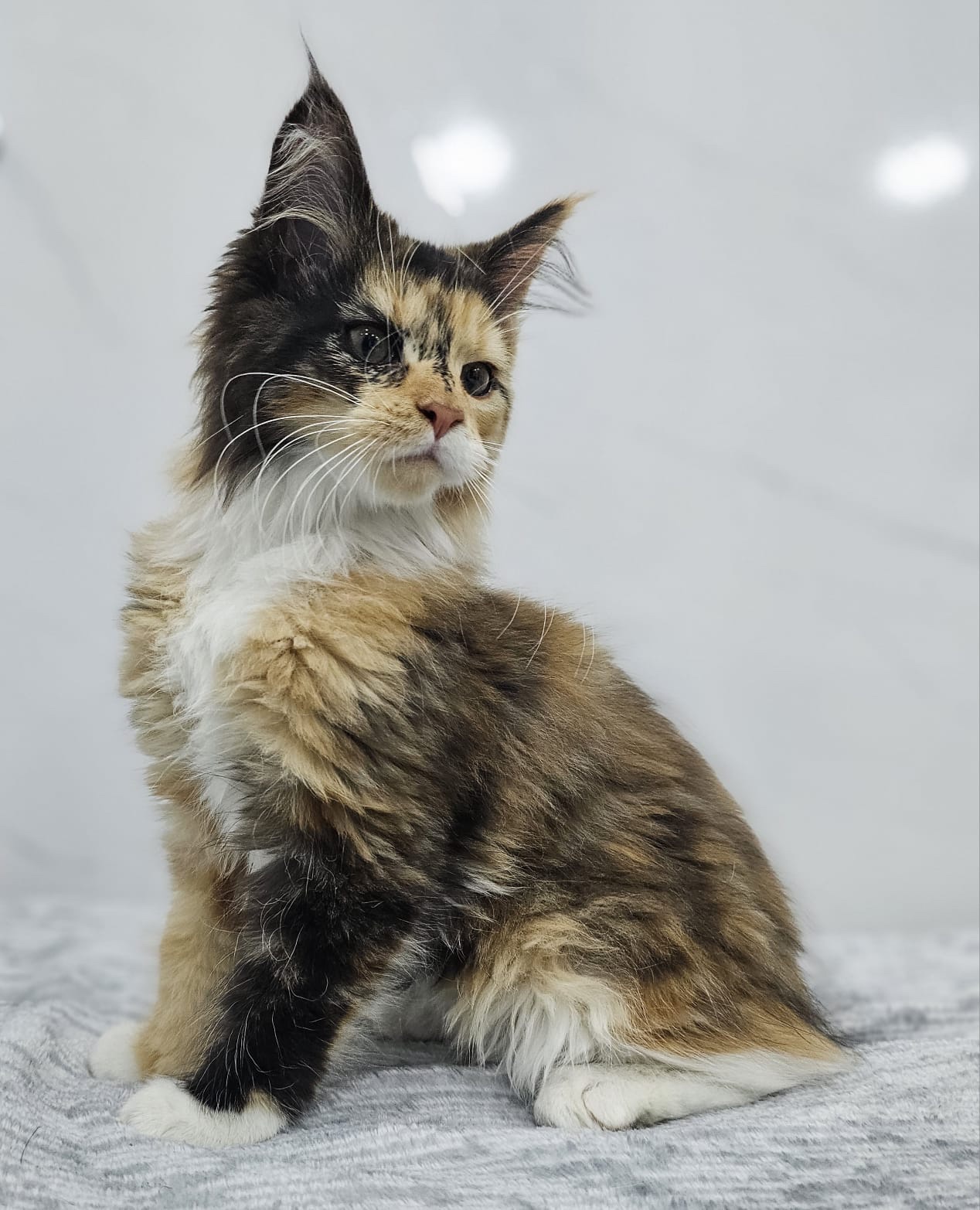 Gatos Maine Coon Bogotá 4 Gatos Maine Coon Bogotá - Image 4