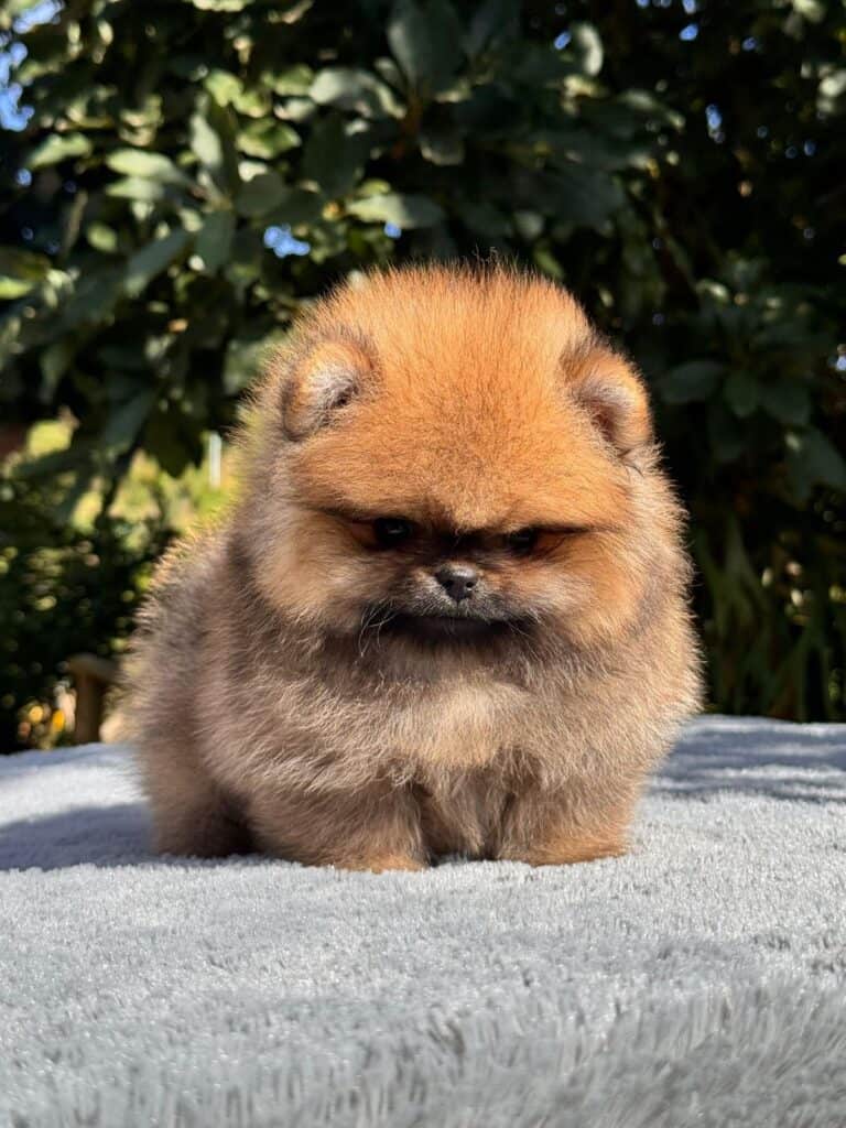Pomerania cara de oso