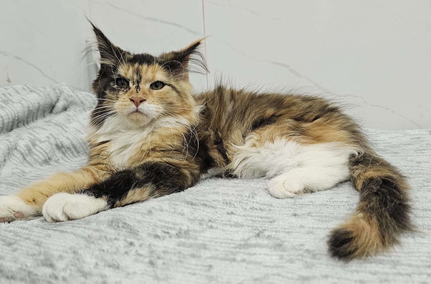 Gatos Maine Coon Bogotá 6 Gatos Maine Coon Bogotá - Image 6