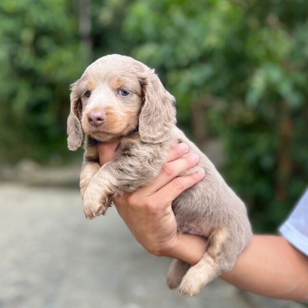Perros Salchichas Isabella At Pelo Largo Cartagena
