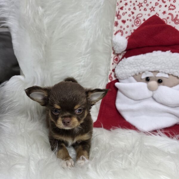 Chihuahua Pied Chocó At Bogotá