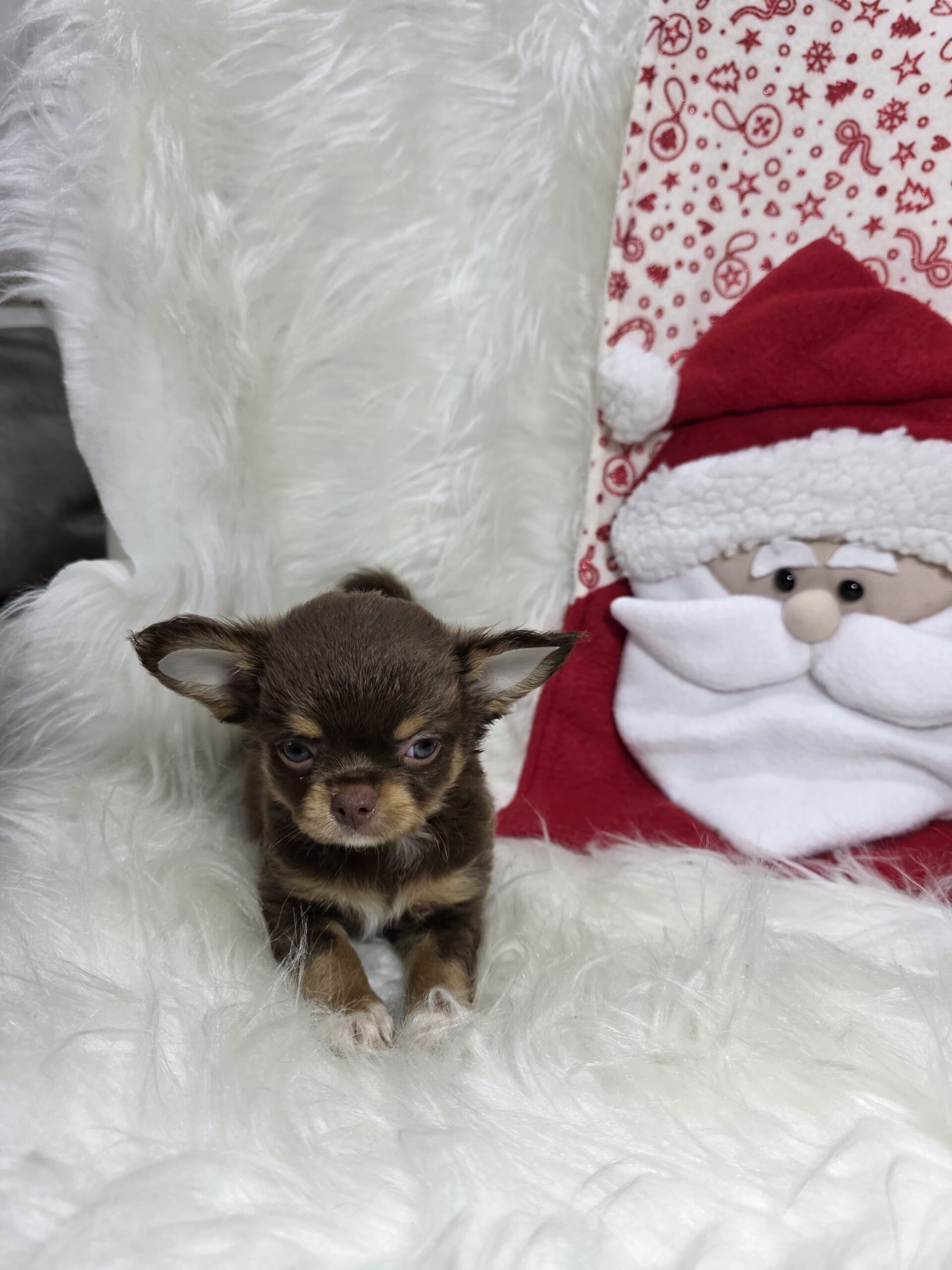 Chihuahua Pied Chocó At Bogotá 1 Chihuahua Pied Chocó At Bogotá