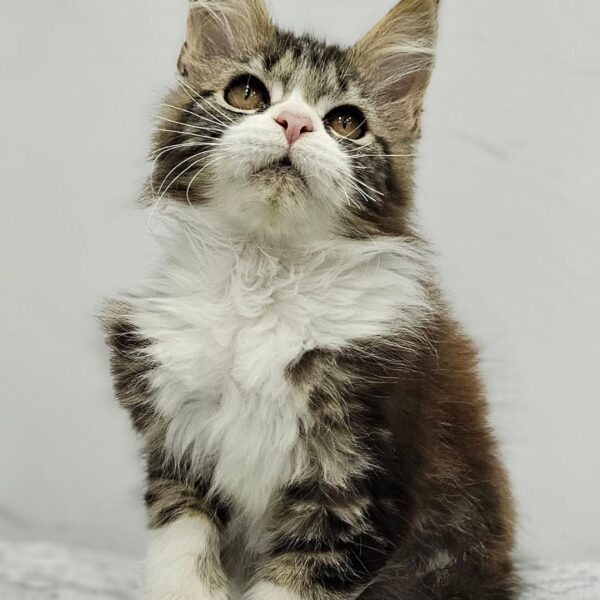 Gatos Maine Coon Bogotá