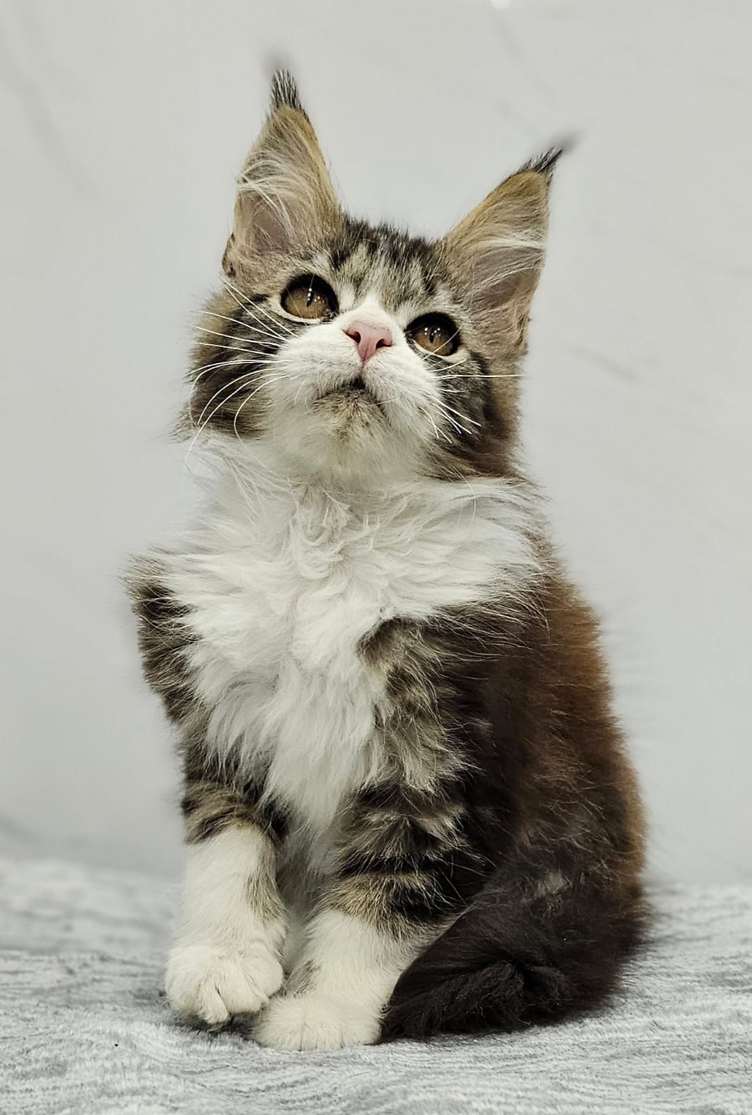 Gatos Maine Coon Bogotá 1 Gatos Maine Coon Bogotá