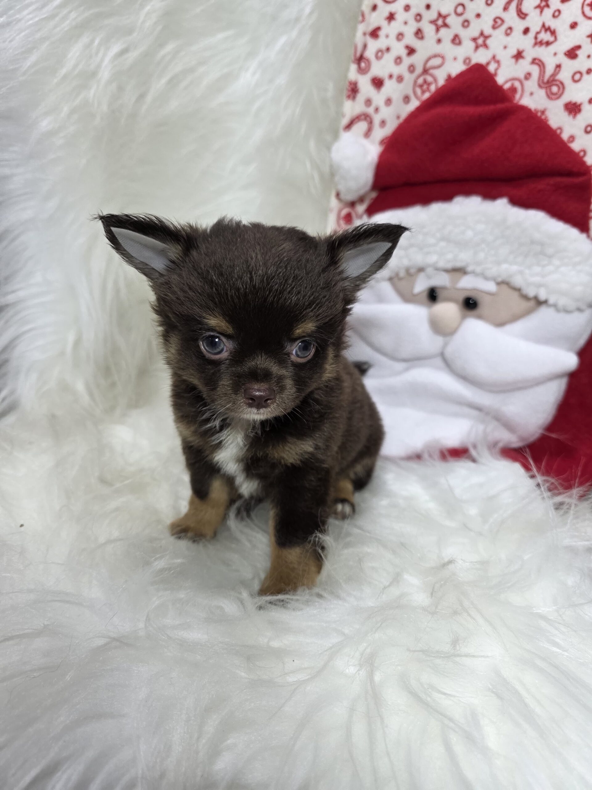 Chihuahua Pied Chocó At Bogotá 6 Chihuahua Pied Chocó At Bogotá - Image 6