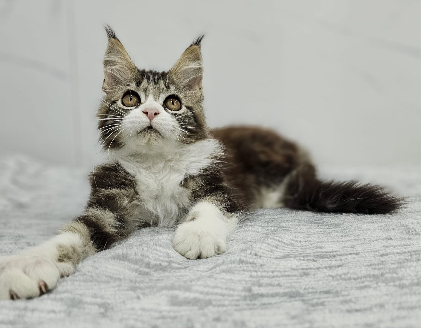 Gatos Maine Coon Bogotá 3 Gatos Maine Coon Bogotá - Image 3