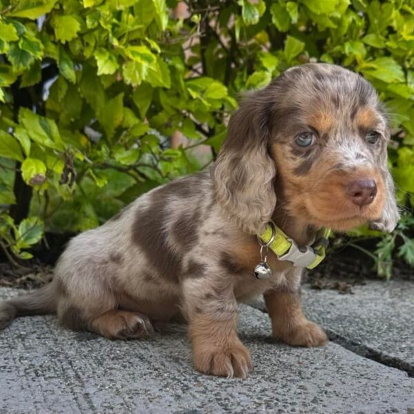 Perros Salchichas Choco Arlequin Pelo Largo en Armenia