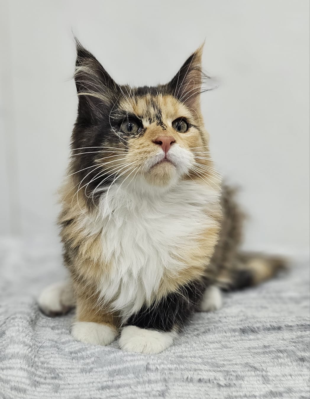 Gatos Maine Coon Bogotá 5 Gatos Maine Coon Bogotá - Image 5