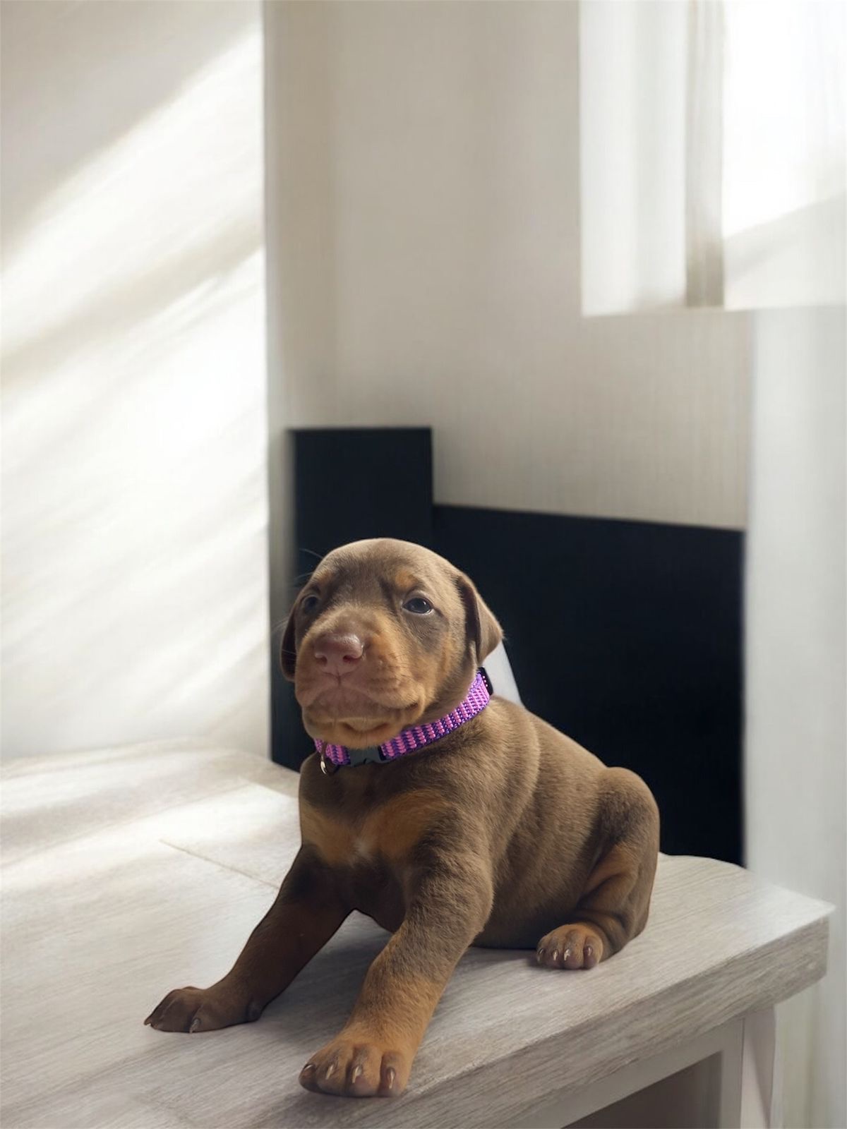 Venta de Perros Doberman Barranquilla 3 Venta de Perros Doberman Barranquilla - Image 3