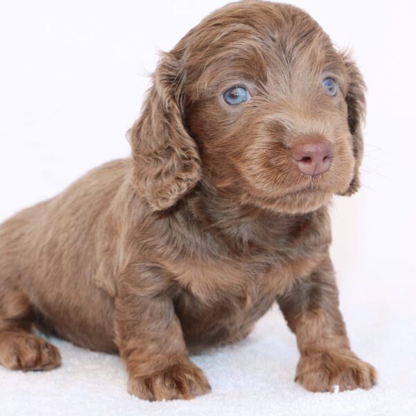 perros Salchichas Isabella At Pelo Largo Medellín