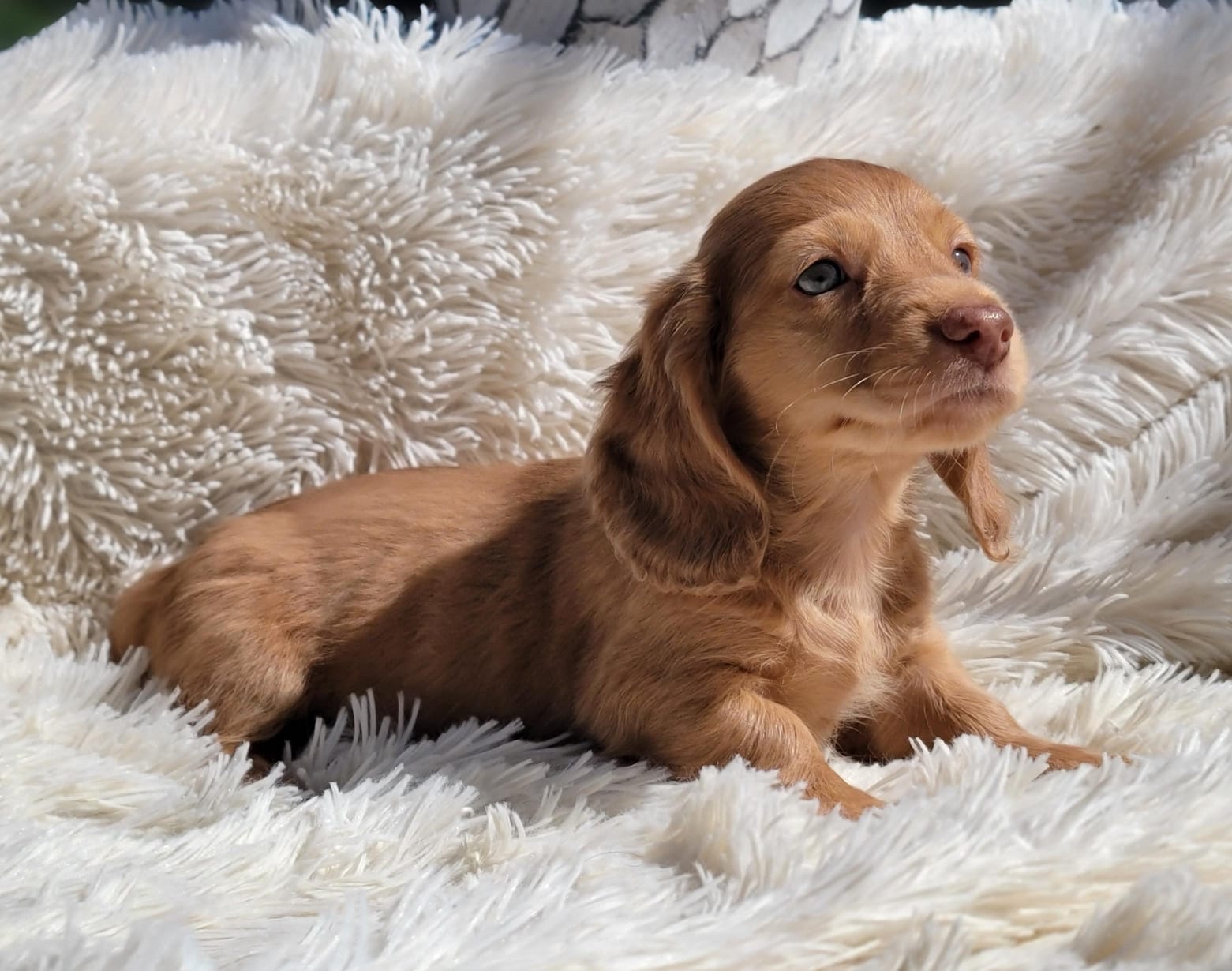 Venta de Perros Salchichas Bucaramanga 2 Venta de Perros Salchichas Bucaramanga - Image 2