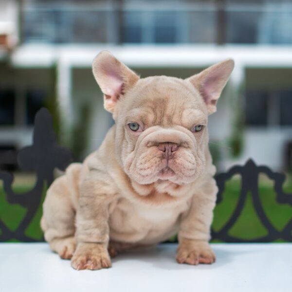 Bulldog Francés Big Rope Bogotá Colombia