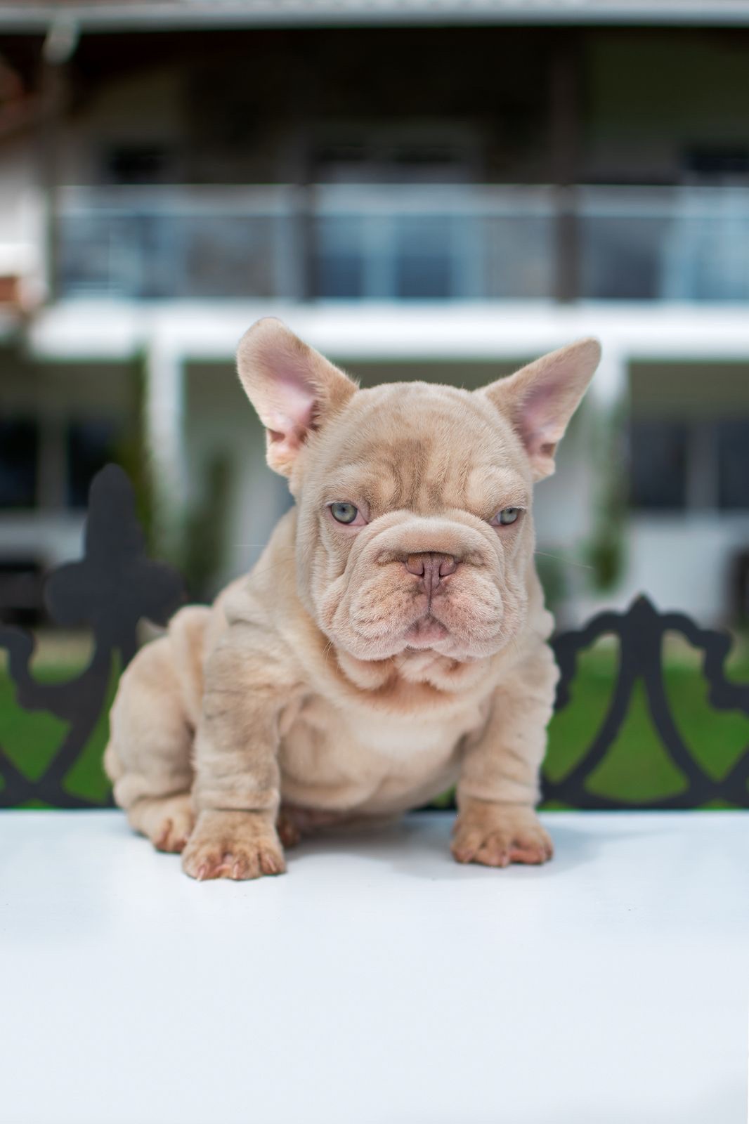 Bulldog Francés Big Rope Bogotá Colombia 1 Bulldog Francés Big Rope Bogotá Colombia