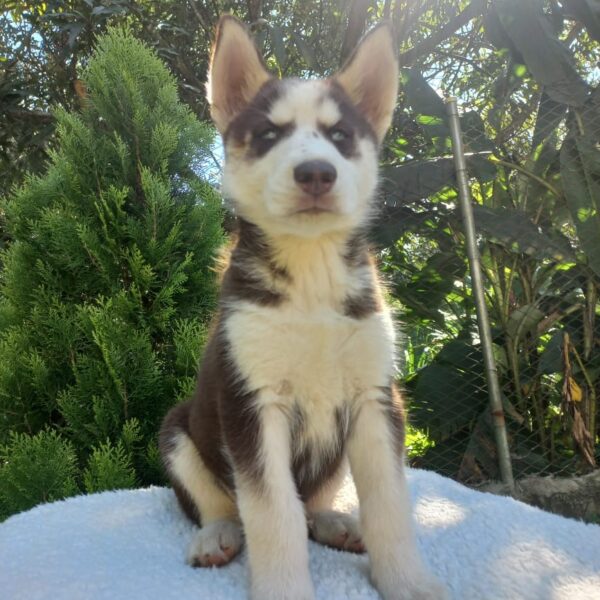 Husky Siberiano Rojo bebé