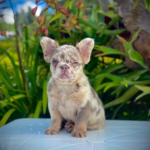 Frenchie Fluffy Isabella Merle at male