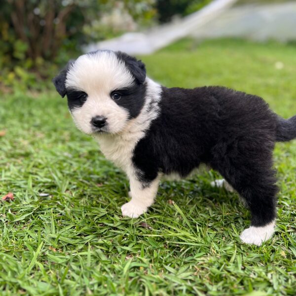 Border Collie Bebé Tradicional