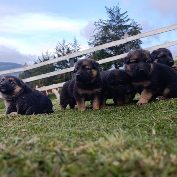 Cachorros Pastor Alemán Bebés Colombia