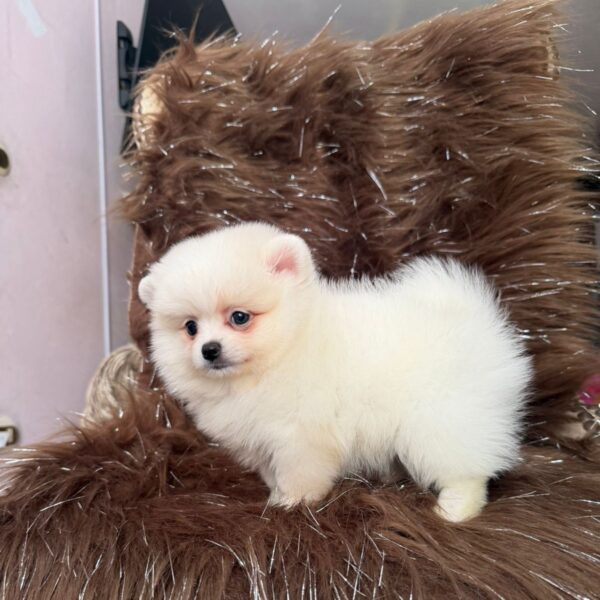Pomerania Blanco Bebe