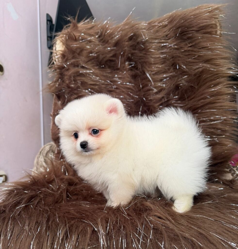 11cc63d5 f385 4394 a88a 8564f3056241