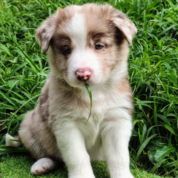 Border Collie Merlado Red Merle