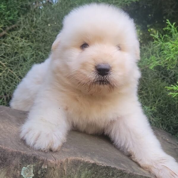 Alaskan Malamute Blanco Colombia