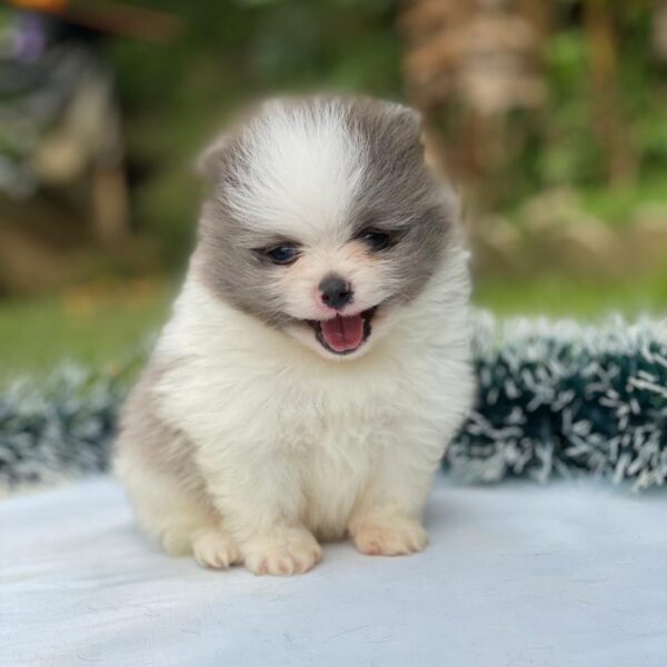 Pomerania Blue Bicolor Medellín