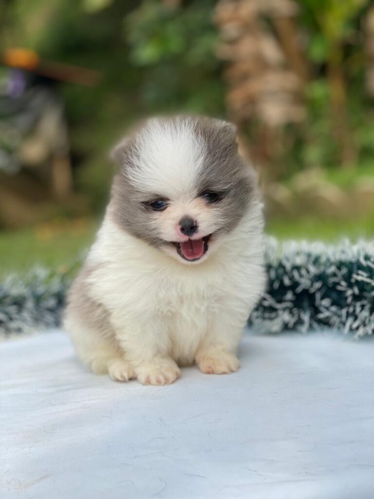 318ff168 333b 46db 8060 7cbf031eab05