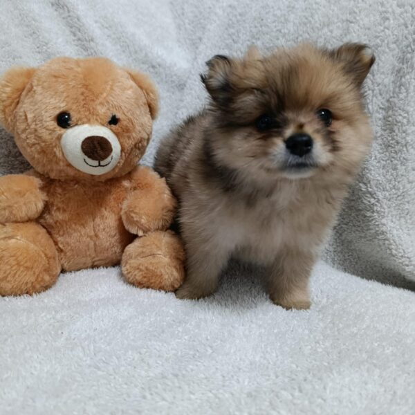 pomeranias bebés Medellín