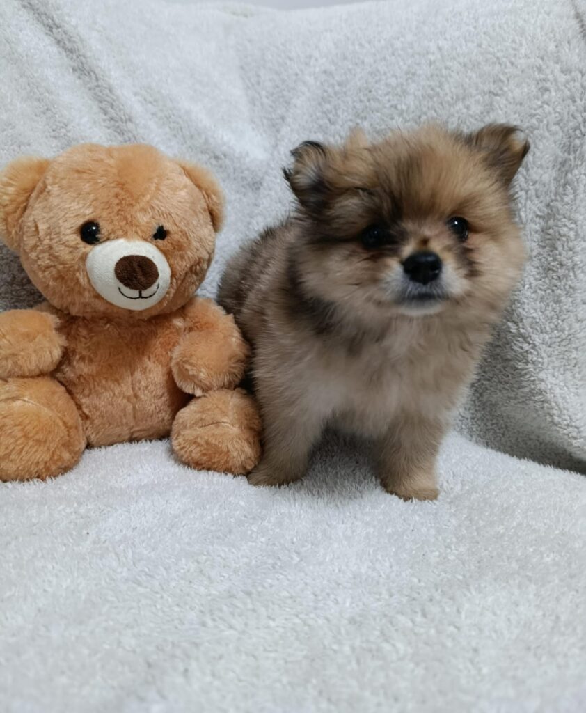 pomeranias bebés Medellín